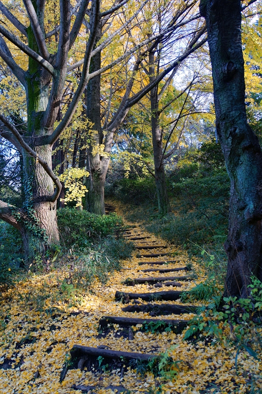 1048_三ッ池公園_神奈川