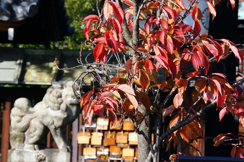 1024_洛中 六孫王神社_京都