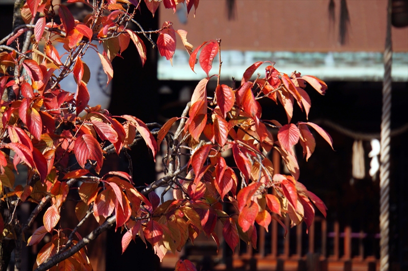 1025_洛中 六孫王神社_京都