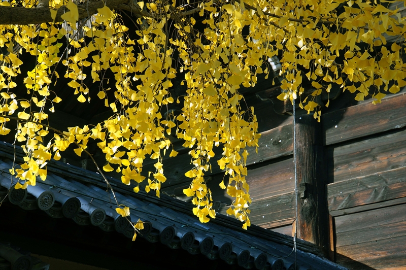 1129_洛中 東寺_京都