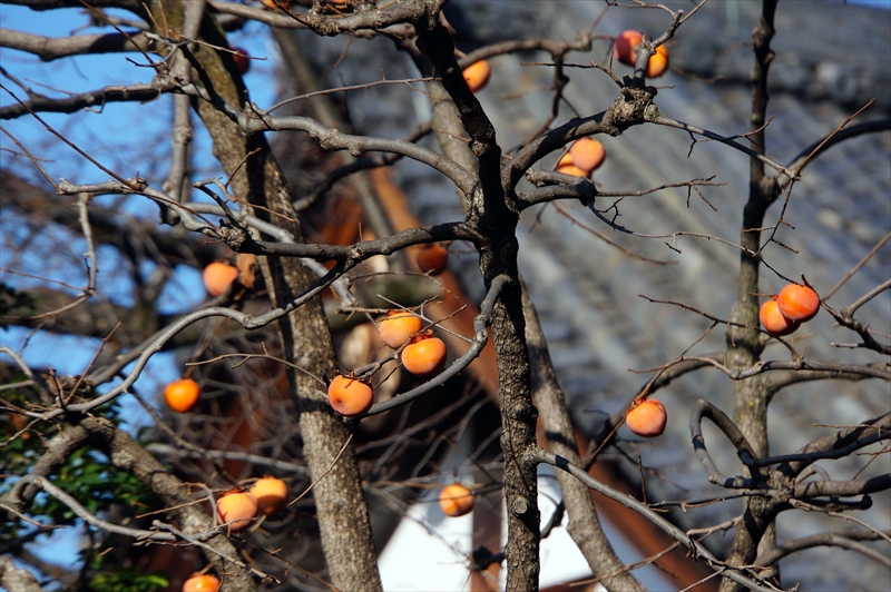 1130_洛中 東寺_京都