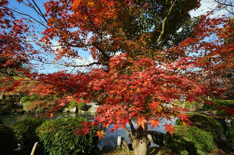 1132_洛中 東寺_京都