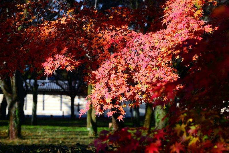 1050_洛中 京都御苑_京都