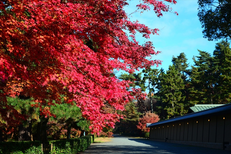1051_洛中 京都御苑_京都