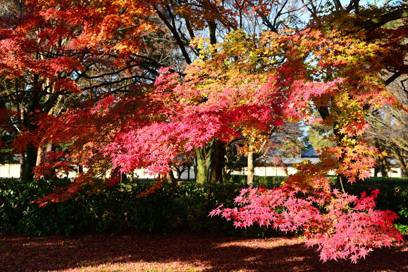 1052_洛中 京都御苑_京都