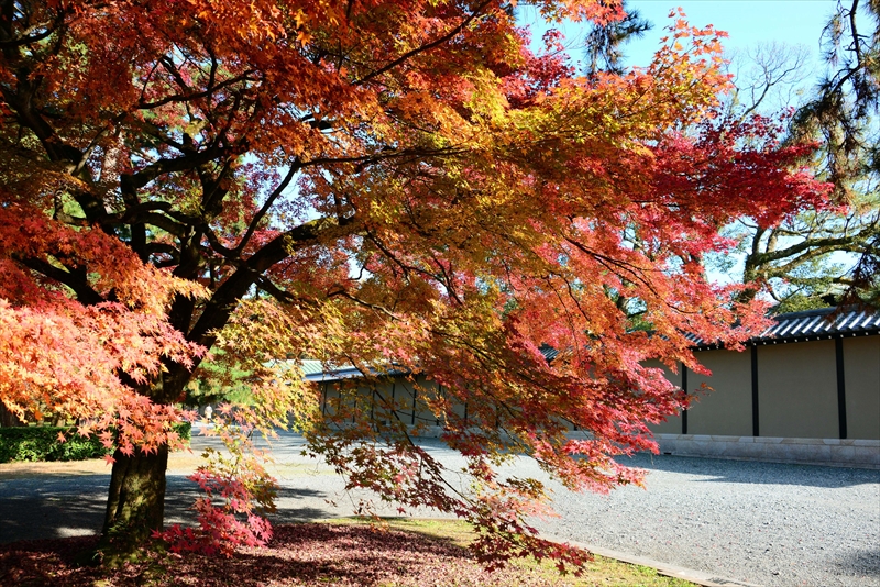 1053_洛中 京都御苑_京都