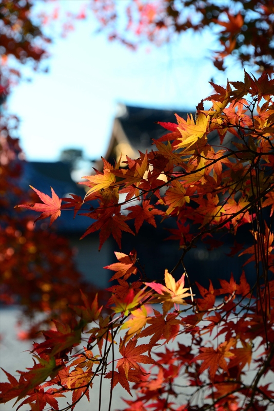 1054_洛中 京都御苑_京都