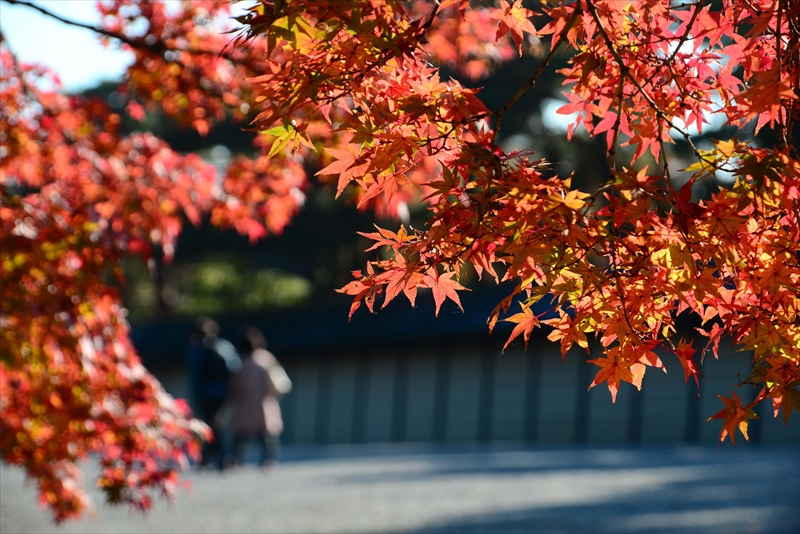 1055_洛中 京都御苑_京都