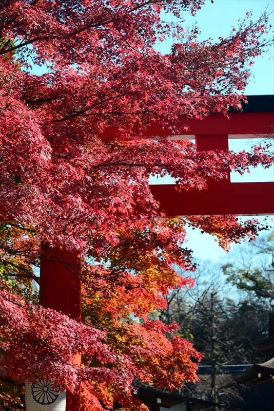 1078_洛北 下賀茂神社_京都