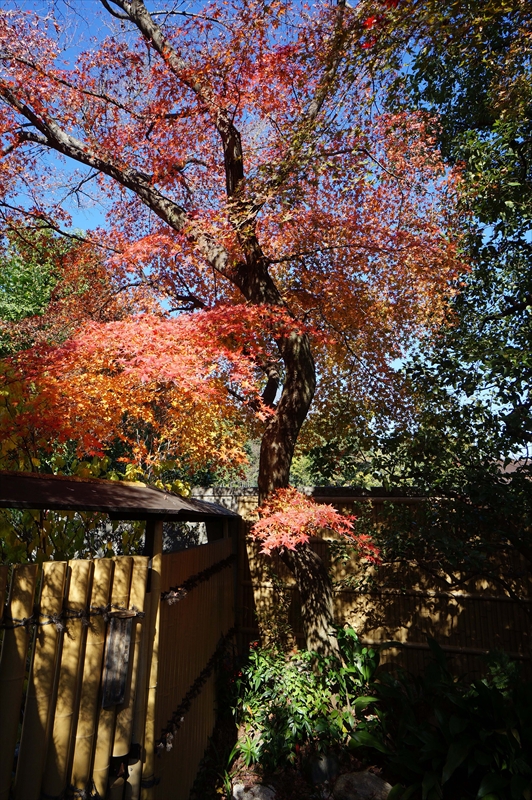 1049_洛北 大徳寺・芳春院_京都