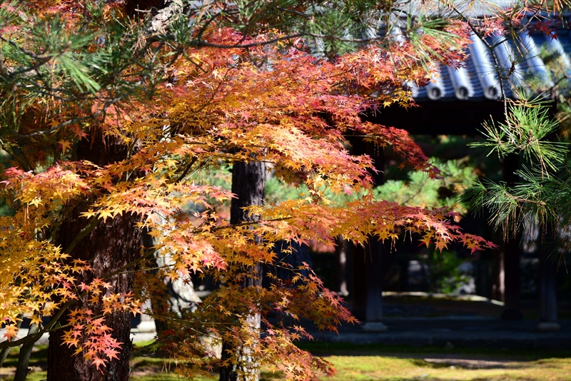 1056_洛北 大徳寺・芳春院_京都