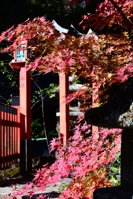 1018_洛北 今宮神社_京都