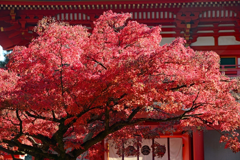 1023_洛北 今宮神社_京都
