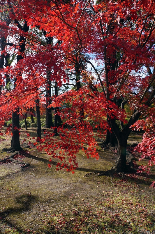 1136_洛中 東寺_京都