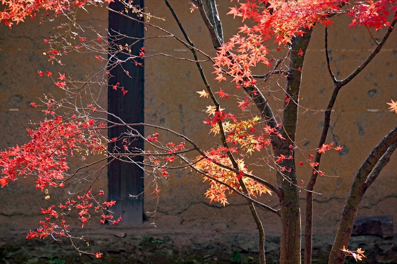 1137_洛中 東寺_京都