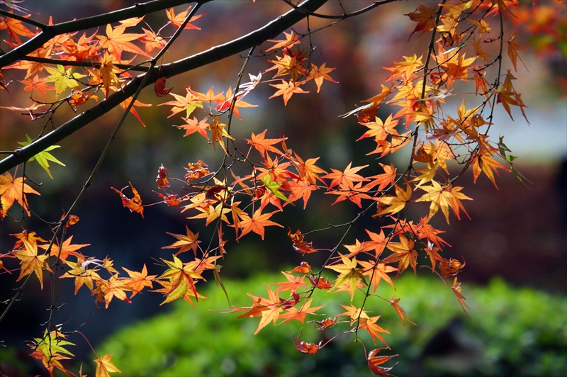1140_洛中 東寺_京都