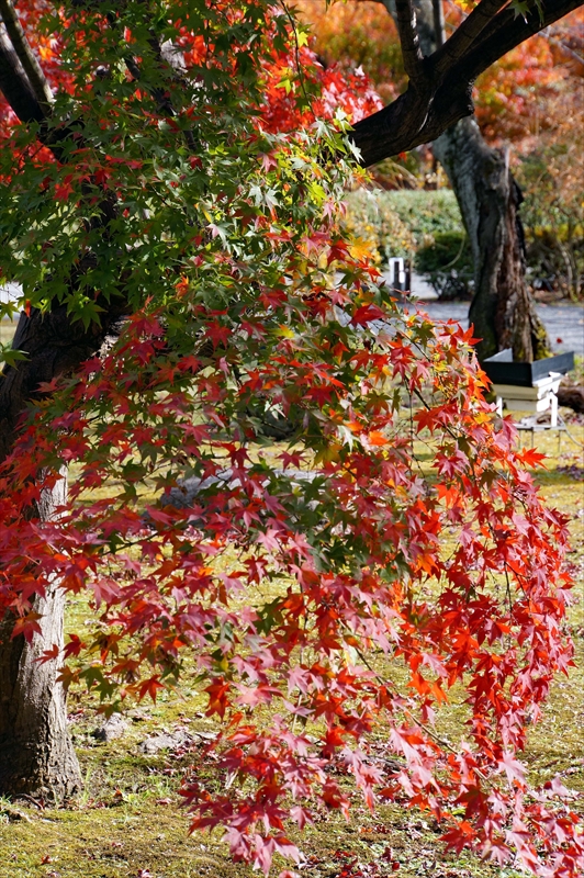 1141_洛中 東寺_京都