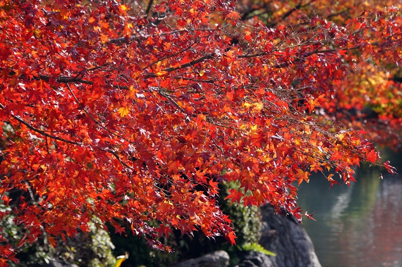 1142_洛中 東寺_京都