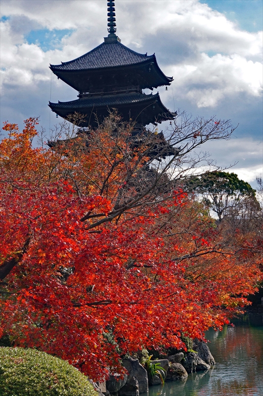 1143_洛中 東寺_京都