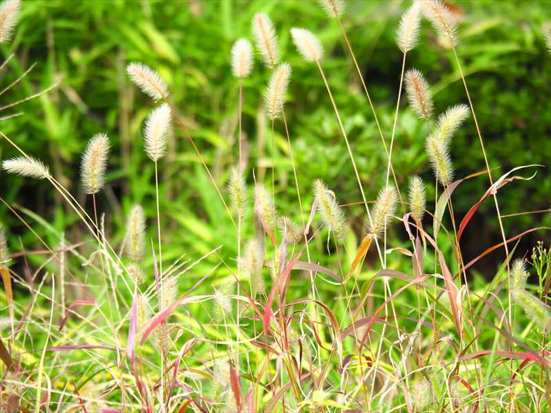 1042_游愁の美_日本