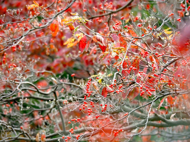 1152__横浜市新羽町_神奈川