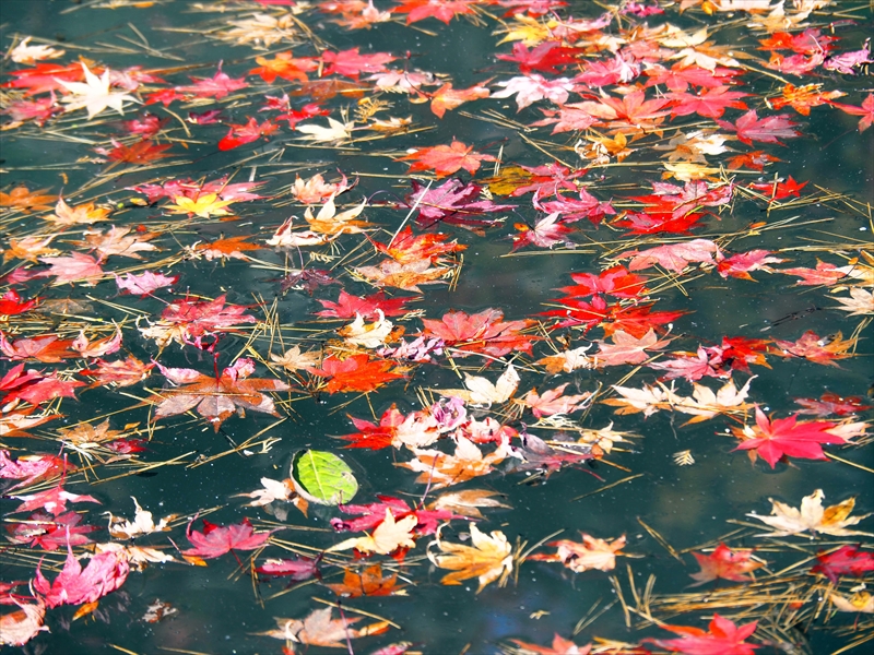 1014_日光山 輪王寺_栃木