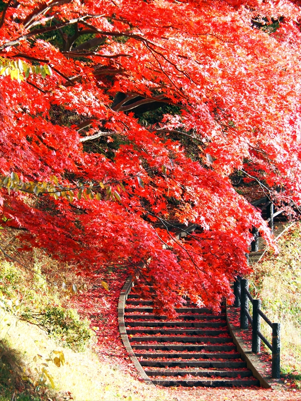 1075_弘前公園_青森