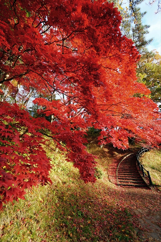1077_弘前公園_青森