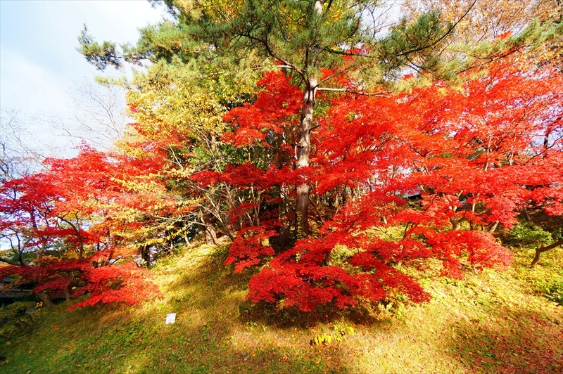 1078_弘前公園_青森
