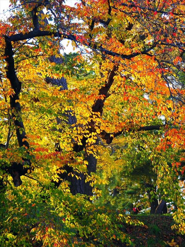 1082_弘前公園_青森