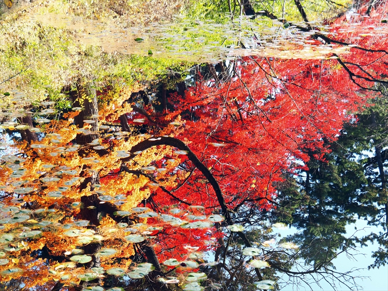 1084_弘前公園_青森