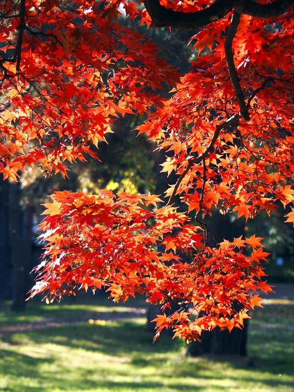 1085_弘前公園_青森
