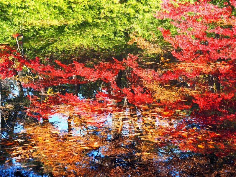 1093_弘前公園_青森