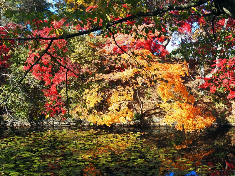 1097_弘前公園_青森