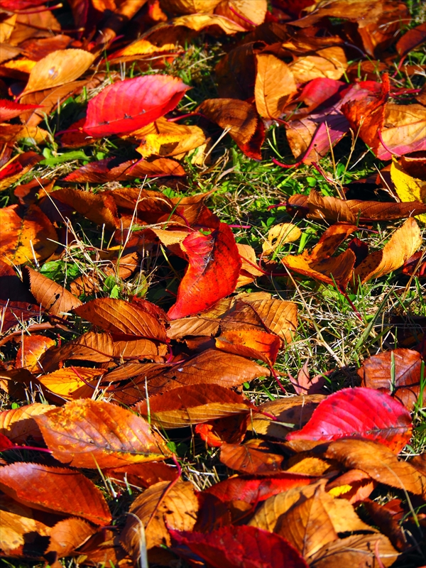1102_弘前公園_青森
