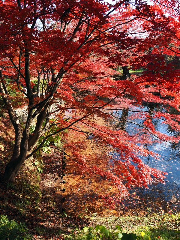 1111_弘前公園_青森