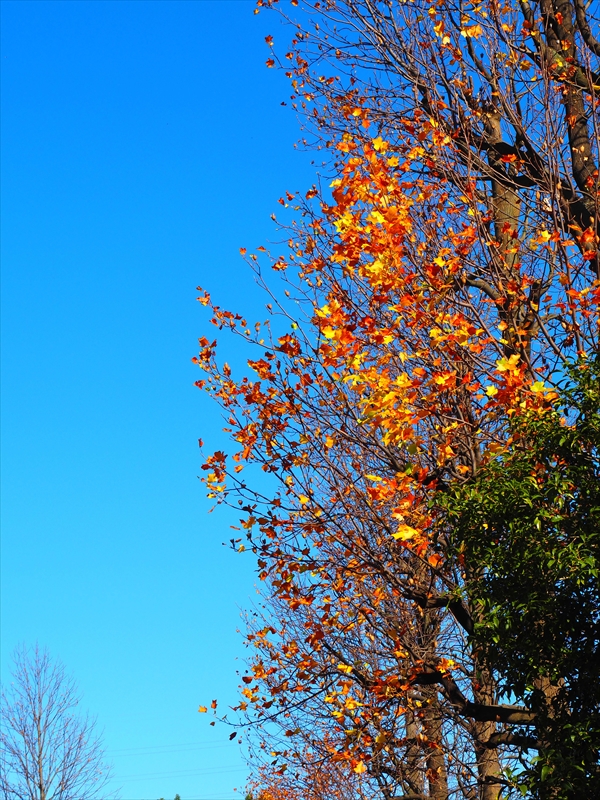 1157__横浜市新羽町_神奈川