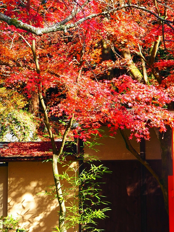 1016_洛東 今熊野観音寺_京都