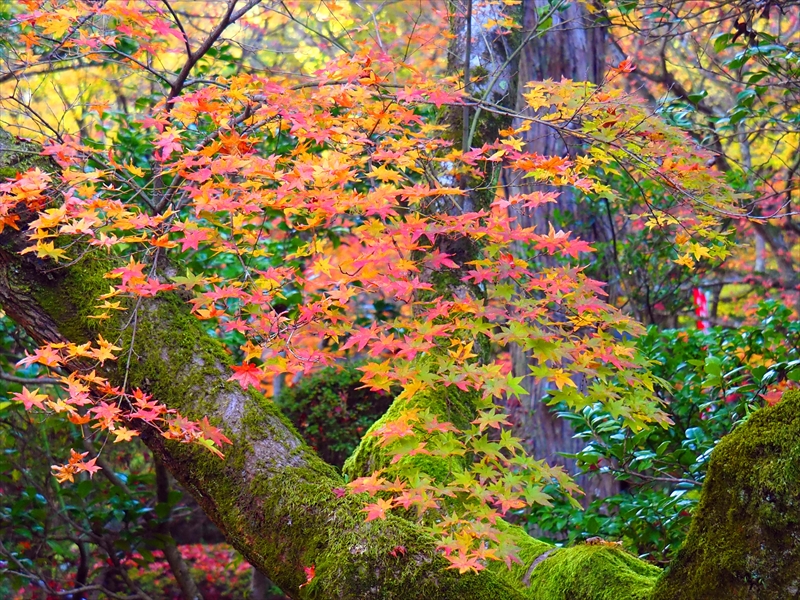 1017_洛東 今熊野観音寺_京都