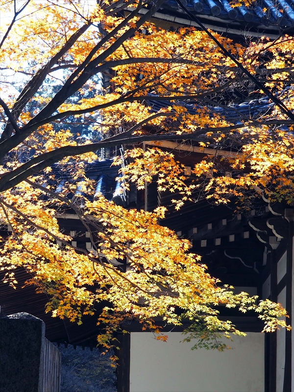 1130_洛東 泉涌寺_京都