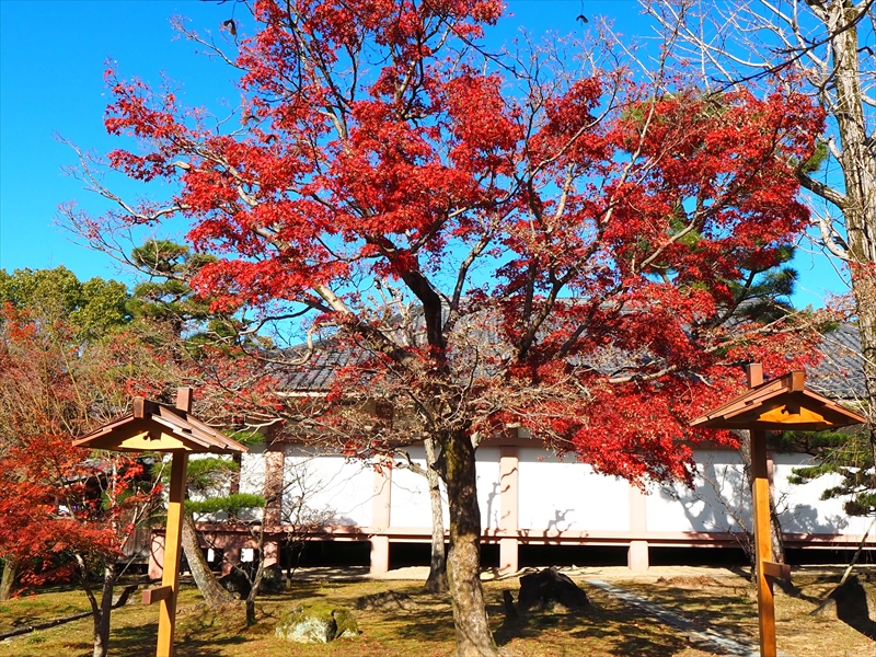 1009_洛中 智積院_京都