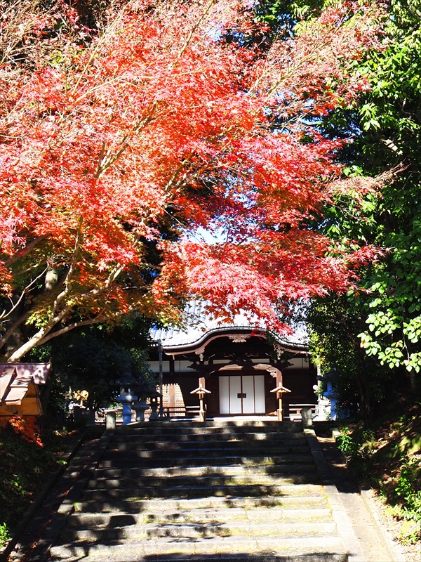 1011_洛中 智積院_京都