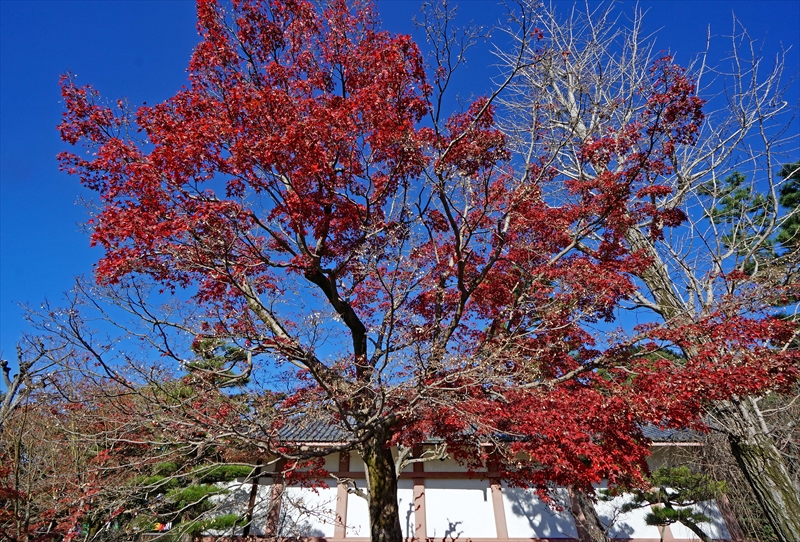 1012_洛中 智積院_京都