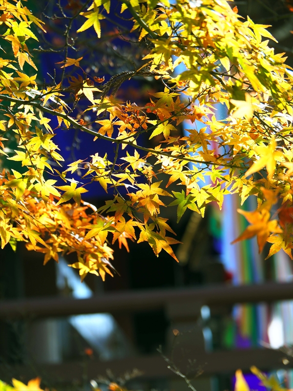 1013_洛中 智積院_京都