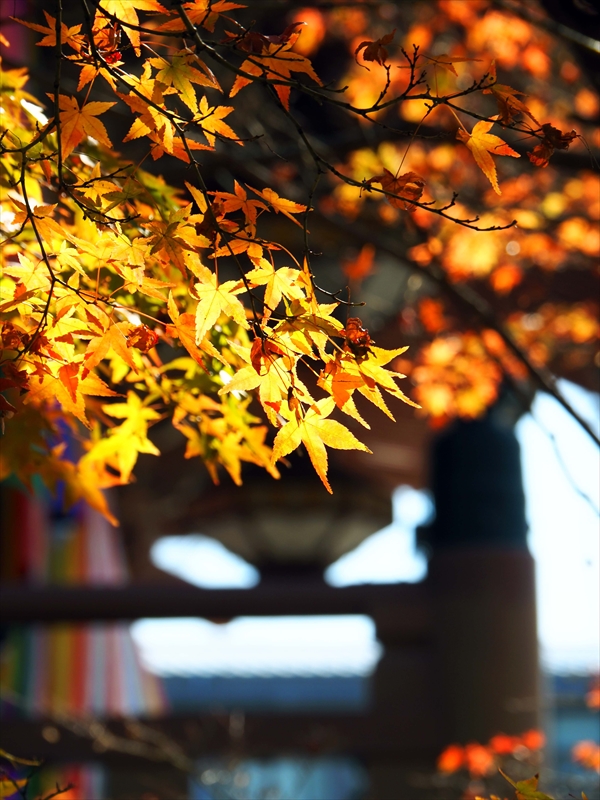 1014_洛中 智積院_京都