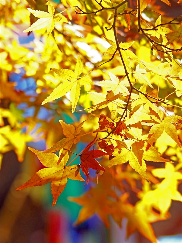 1015_洛中 智積院_京都