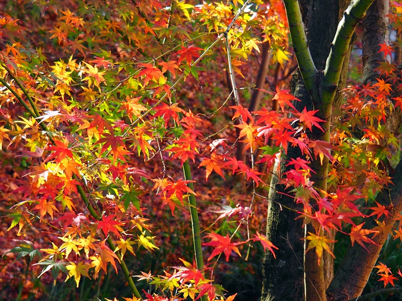 1016_洛中 智積院_京都