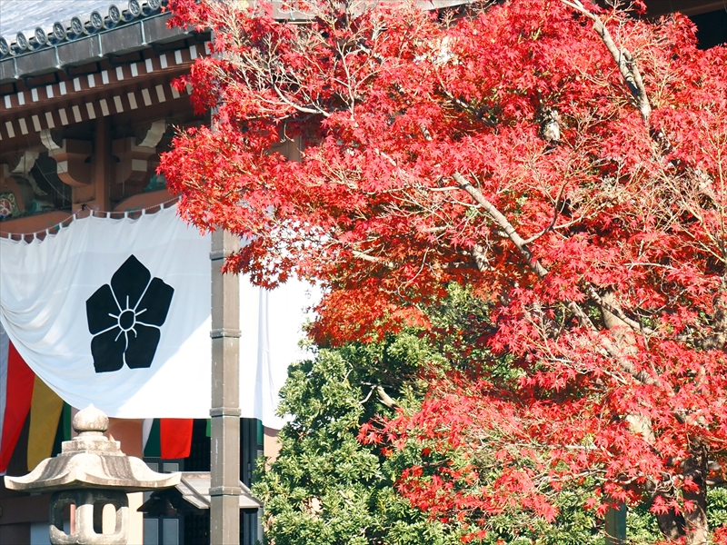 1018_洛中 智積院_京都