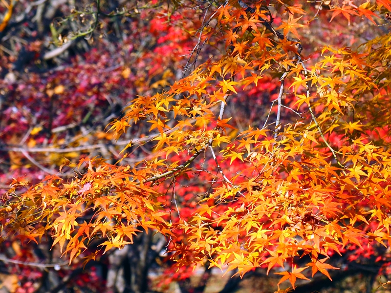 1019_洛中 智積院_京都