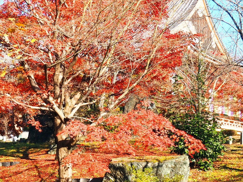 1020_洛中 智積院_京都